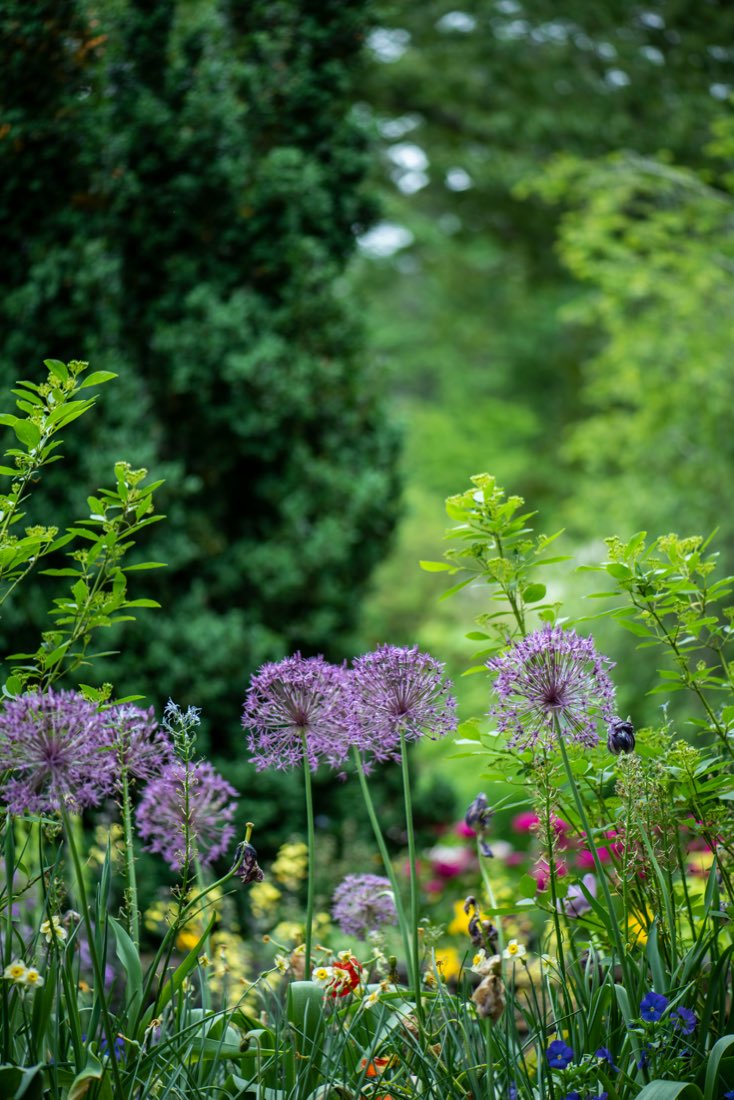 A deep border of alliums and mixed perennials in front of a clipped evergreen hedge