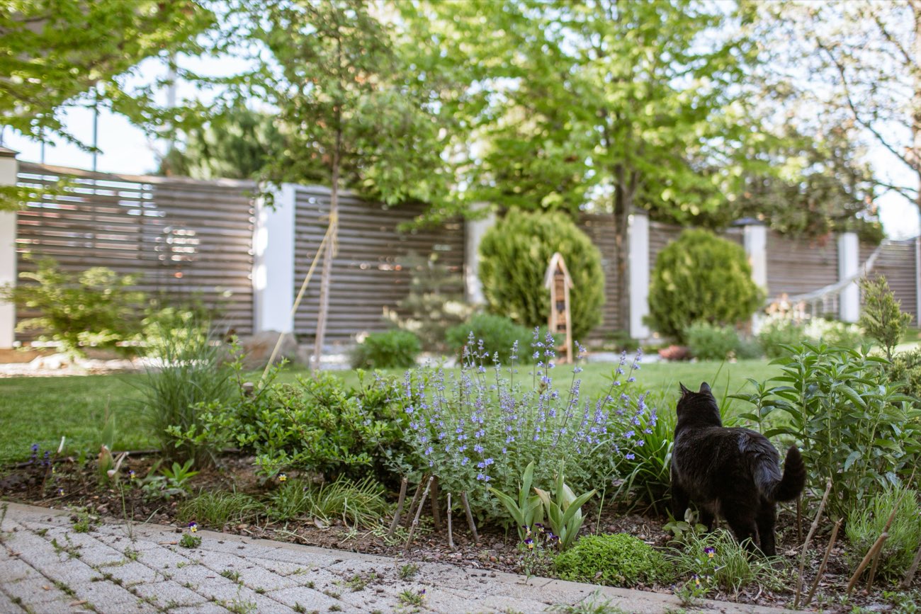 A lawn edged with catmint and low shrubs beside a slatted timber screen